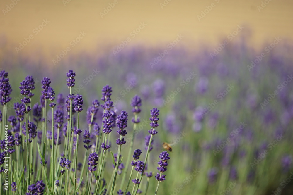 Naklejka premium ラベンダー