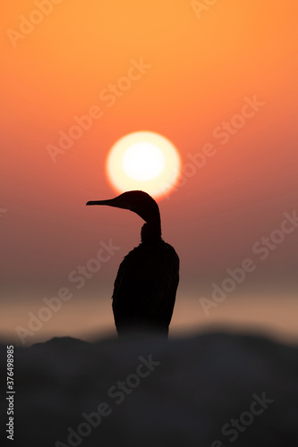Socotra cormorant during sunset at Busiateen coast, Bahrain © Dr Ajay Kumar Singh