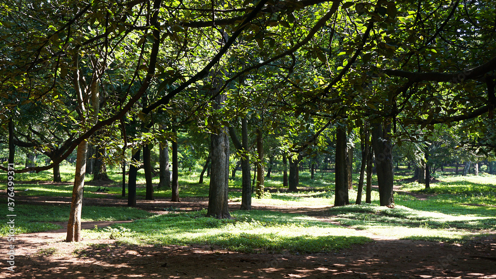 Enormous trees in the park with lustrous green leaves at Cubbon Park, Bangalore, India. 