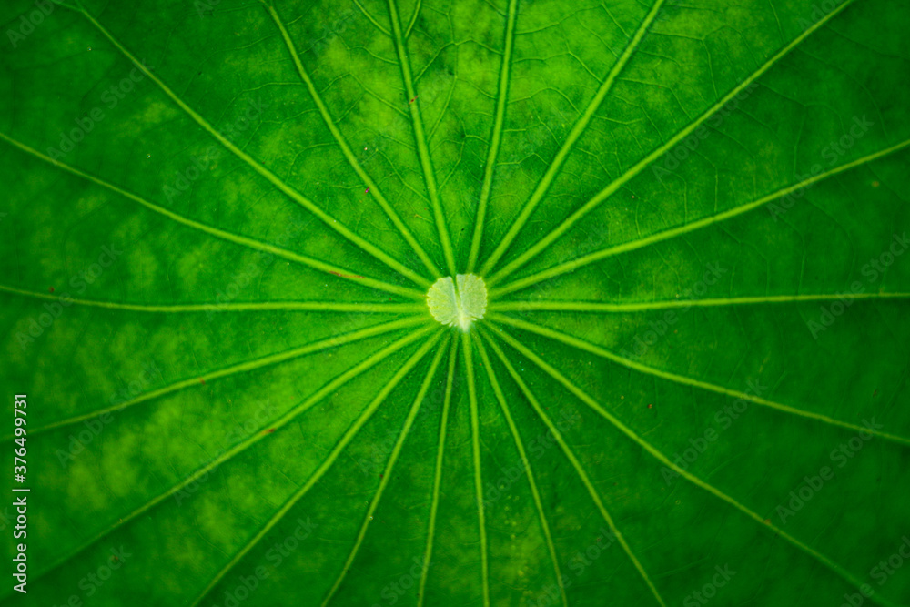 abstract line on green leaf with leaf background texture abstract line on green leaf with leaf background texture