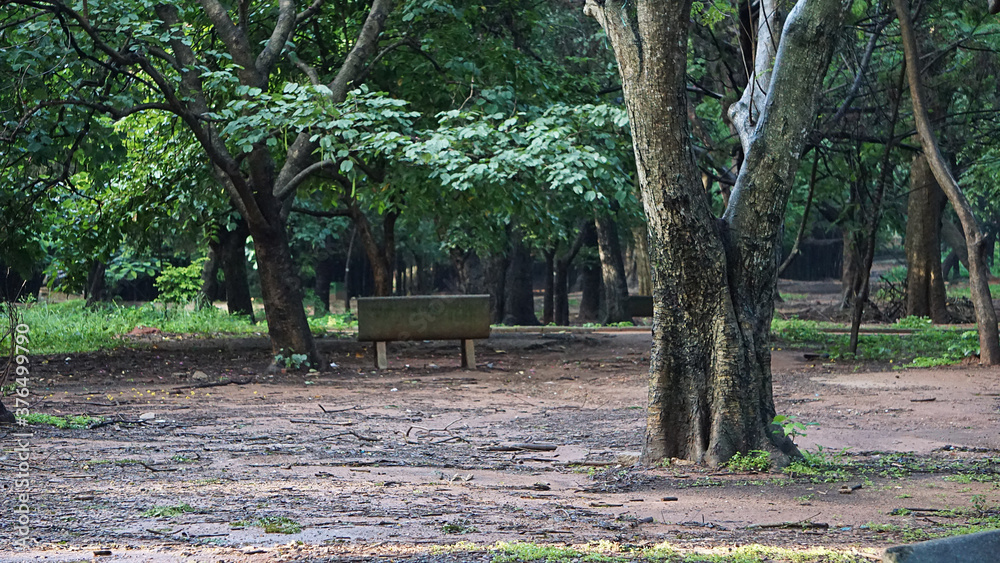 Trees in the park with a sitting bench at Cubbon Park, Bangalore, India. Trees in the park with a sitting bench at Cubbon Park, Bangalore, India.