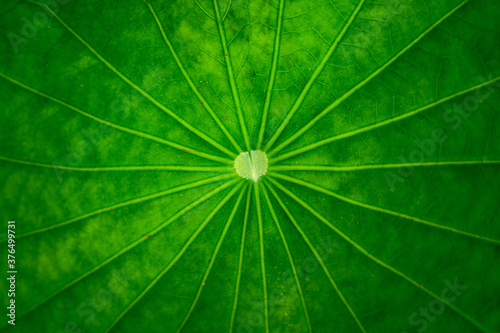 abstract line on green leaf with leaf background texture