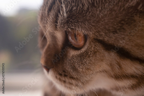cute scottish straight cat portrait