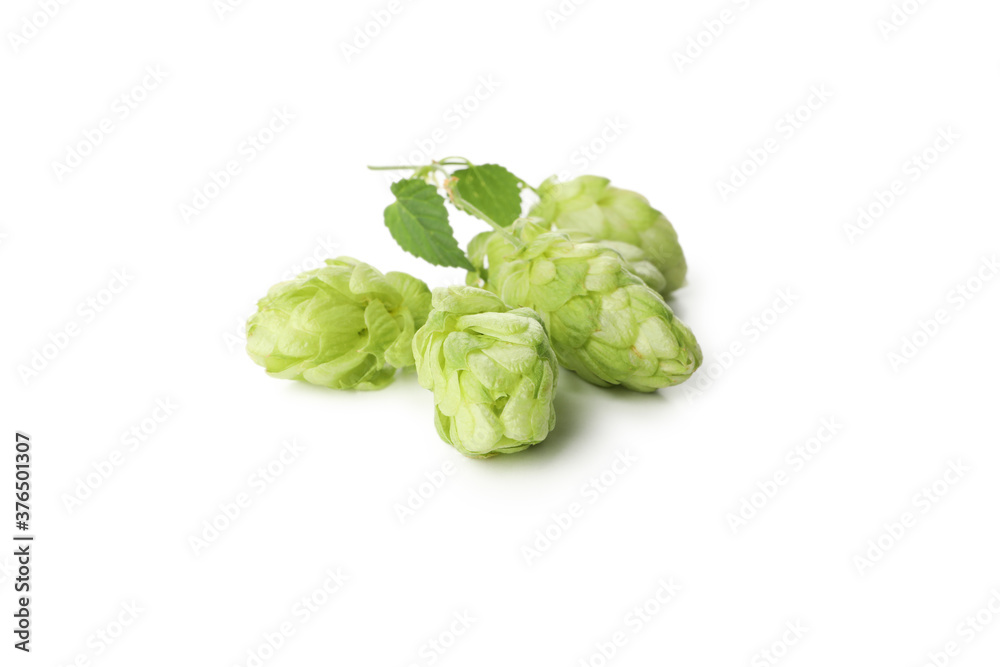 Fresh green hop isolated on white background Fresh green hop isolated on white background