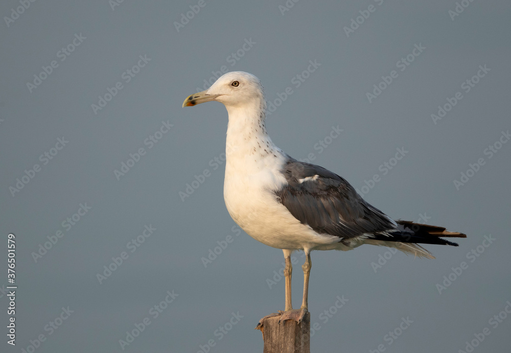 Lesser Black-backed Gull perched on a wooden log at Busiateen coast, Bahrain Lesser Black-backed Gull perched on a wooden log at Busiateen coast, Bahrain