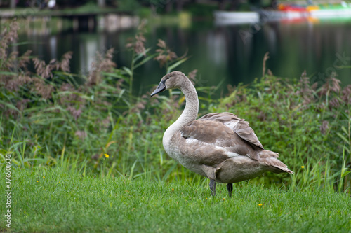 Beautiful young gray colored cygnus or swan in the grass in a warm and sunny autumn day