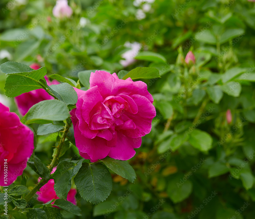 growing pink rose growing in garden