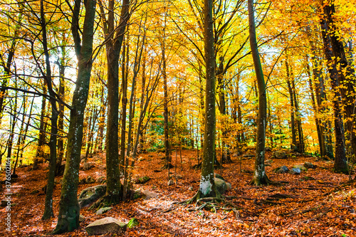 Colorful trees and leaves in autumn in the Montseny Natural Park in Barcelona, Spain photo