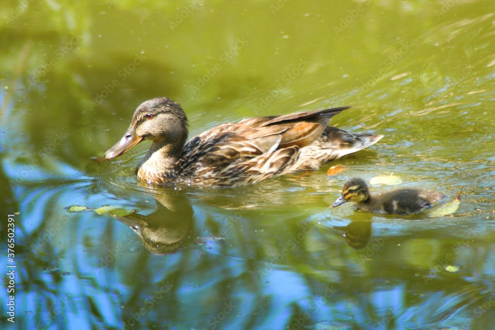 Female mallards with cub roam the water surface.This duck belongs to the subfamily Anatinae of the waterfowl family Anatidae. Female mallards with cub roam the water surface.This duck belongs to the subfamily Anatinae of the waterfowl family Anatidae.