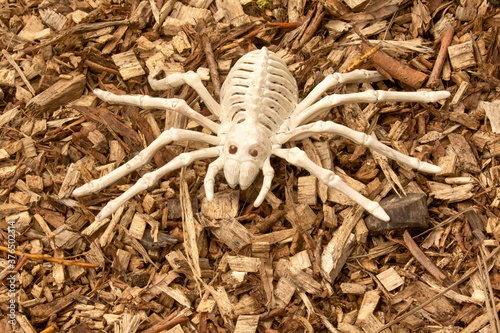 Scary Spider Skeleton on wood chips for Halloween decor backdrop © Martin and Dawn Q