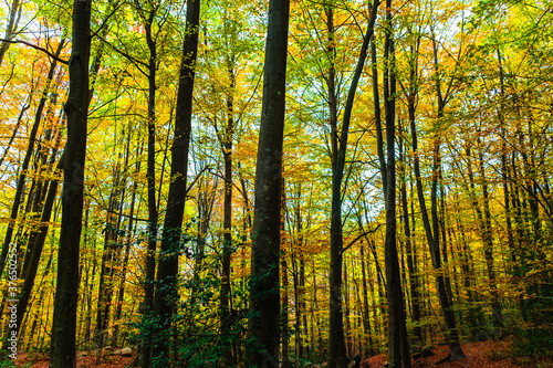 Colorful trees and leaves in autumn in the Montseny Natural Park in Barcelona  Spain