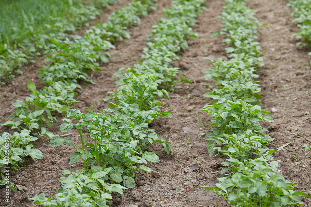 potato seedlings growing in lines