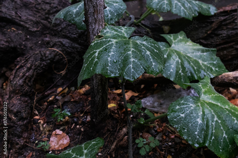 raindrops on large green leaves, nature background, rainy season