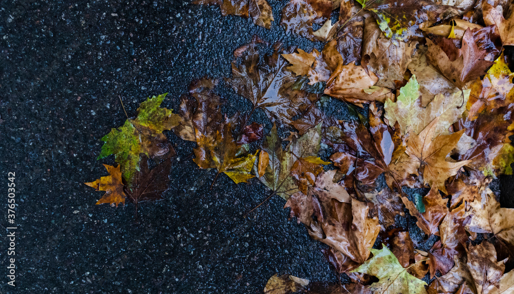 fallen leaves lie on wet asphalt in heavy autumn rain