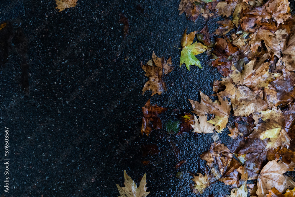 Multicolored fallen leaves lie on the wet asphalt, copy space Multicolored fallen leaves lie on the wet asphalt, copy space
