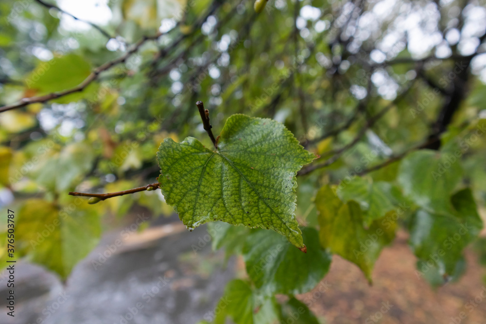 leaf close-up on tree after rain, autumn weather