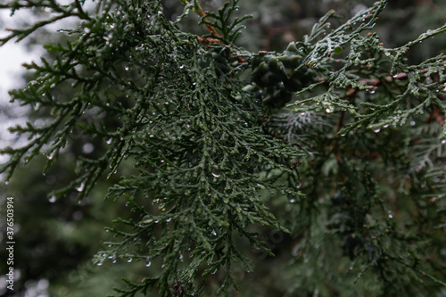 Raindrops on a spruce branch, rainy autumn weather