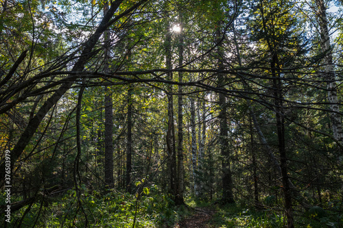 trees in the forest