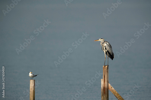 The big and small perched on wooden logs at Busiateen coast, Bahrain