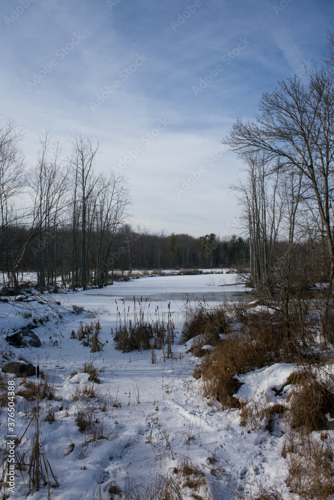 Winter Landscape in the swamp Winter Landscape in the swamp