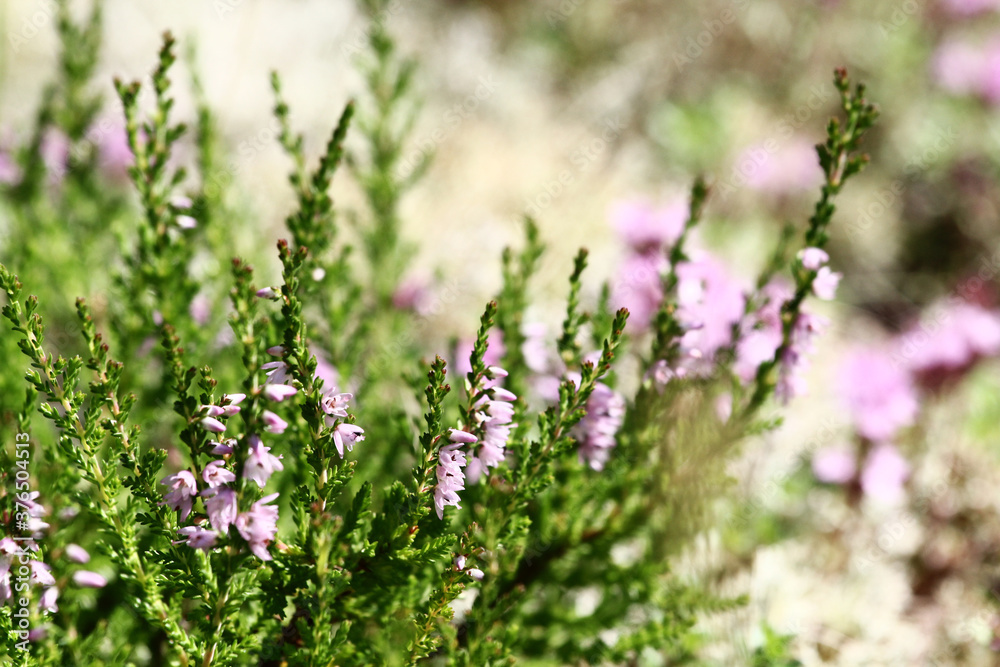 Summer flowers and Heath. Bell heather, Erica Calluna vulgaris blooms pink in the sunlight Summer flowers and Heath. Bell heather, Erica Calluna vulgaris blooms pink in the sunlight