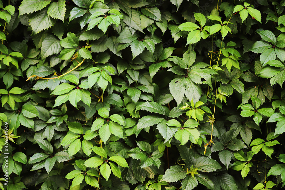 Wall covered with ivy. Greening the walls of the house. Wall covered with ivy. Greening the walls of the house.
