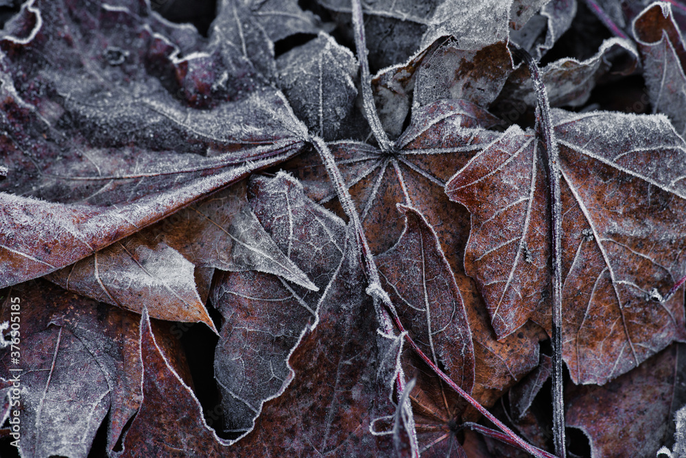 Closeup of frozen maple leaves in winter with frost