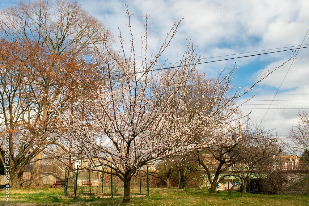 Obraz premium A White Cherry Blossom Tree in a Suburban Backyard