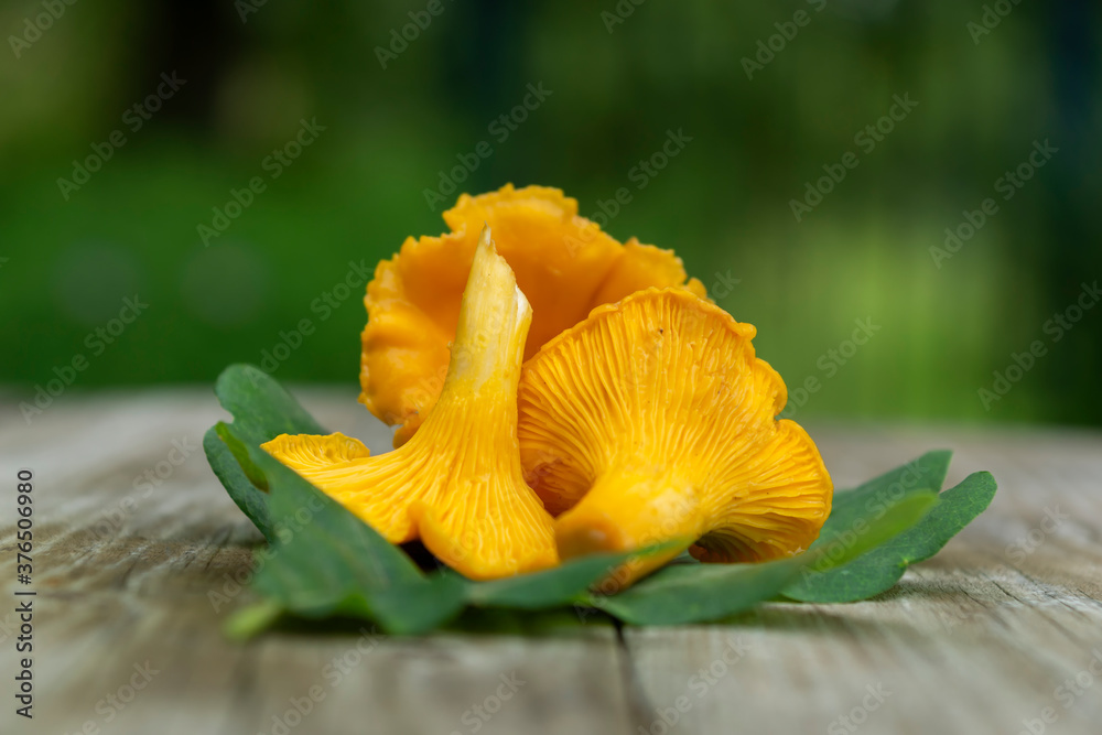 Chanterelle mushrooms on the table. Raw forest mushrooms chanterelles. Composition with wild mushrooms. Oak leaves.