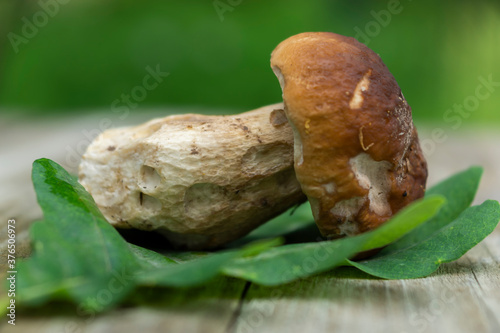 Obraz na płótnie White mushroom on a wooden table. Fresh forest mushroom and oak leaf, composition. w salonie