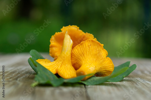 Obraz na płótnie Chanterelle mushrooms on the table. Raw forest mushrooms chanterelles. Composition with wild mushrooms. Oak leaves. w salonie