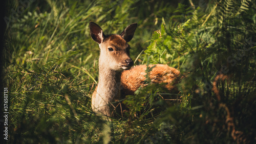 Young deer in the forest, Brownsea Island, Dorset, England, Europe photo