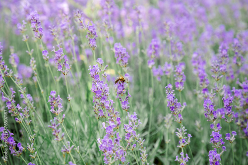 Lavender bushes flower field background. Harvesting of lavender Flowers in lavender fields in Provence region of France. Violet flower lavand with bee. Closeup Selective focus