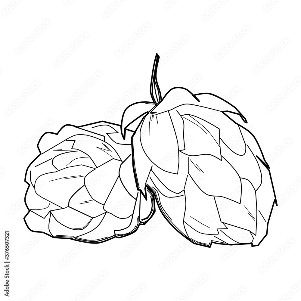 Fototapeta premium Hop plant, sketch style vector illustration isolated on white background. Realistic ripe green hop cones