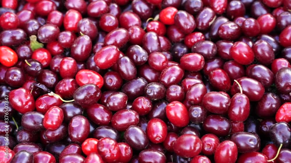 harvest of ripe dogwood berries at the farmer's market. concept of healthy and vitamin food harvest of ripe dogwood berries at the farmer's market. concept of healthy and vitamin food