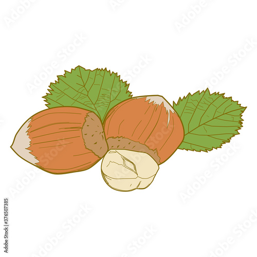 Hazelnuts with leaves. Nuts food Illustrations. Plant Illustrations, botany Illustrations