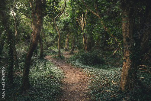 path in the dark green forest, Dorset, England, Europe