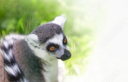 Catta. Ring- tailed lemur. Animal of the island of Madagascar. Photo with copy space