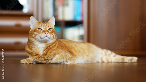 Fototapeta Naklejka Na Ścianę i Meble -  Closeup portrait of a red cat lying on a wooden floor and looking to the side on a blurred background. Shallow focus.