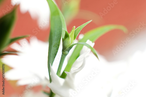 Wallpaper Mural grass field meadow on a bright Sunny day. close up Torontodigital.ca