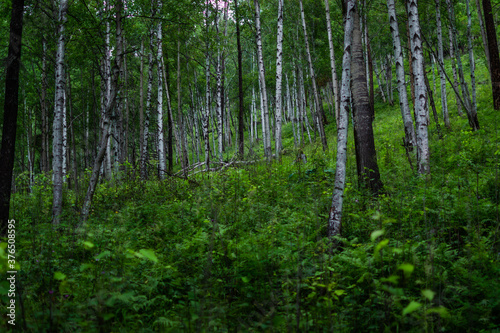 Fototapeta Naklejka Na Ścianę i Meble -  birch forest, many white tree trunks with black stripes and patterns and green foliage stand in grass together in a thicket against sky