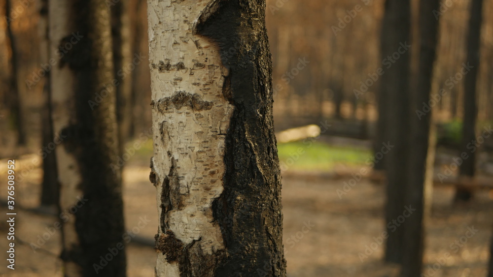 Fototapeta premium forest fire