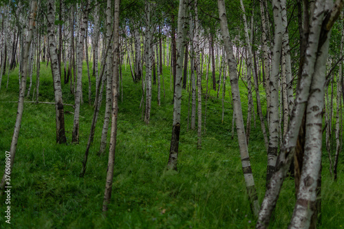 Fototapeta Naklejka Na Ścianę i Meble -  birch forest, many white tree trunks with black stripes and patterns and green foliage stand together in thicket against a blue sky