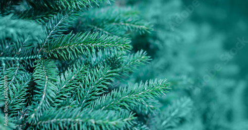 Green evergreen background.