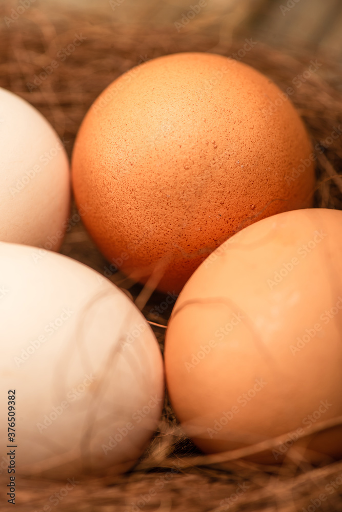 close up view of fresh chicken eggs in nest close up view of fresh chicken eggs in nest