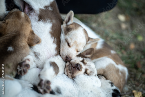 Cute puppies playing all day long