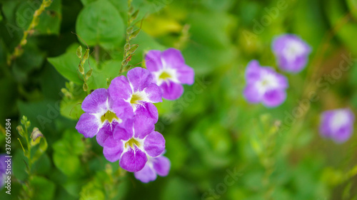 Flowers in the garden