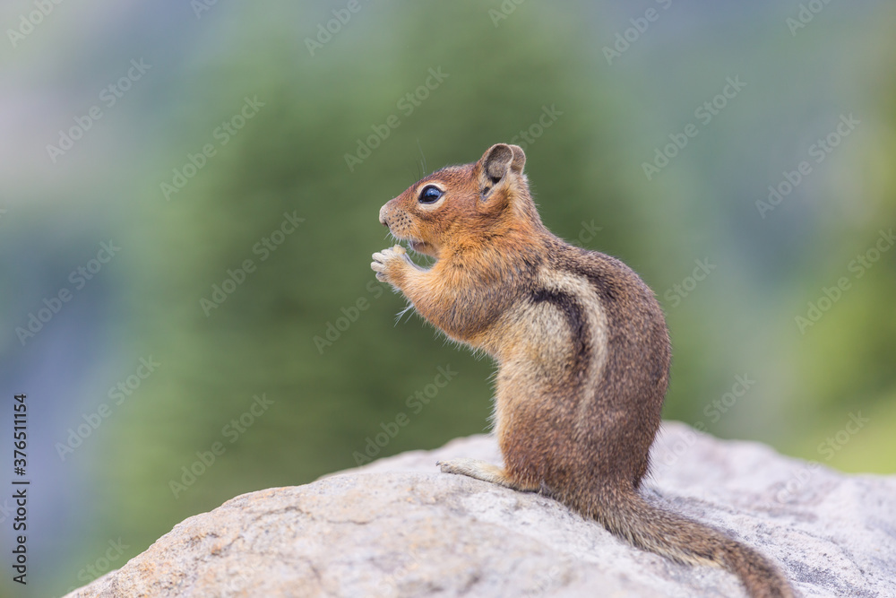 Squirrel Squirrel