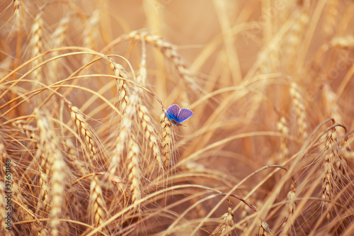 horizontal natural background with a small blue butterfly sitting on ripe Gol...