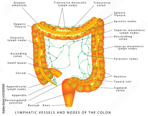 Lymphatic vessels. Lymphatic vessels and nodes of the colon. Pathways of lymphatic drainage of the colon. Anatomy of the Colon, Rectum and Anus. Digestive system, large intestine lymphatic drainage. 